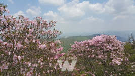 화순 청풍면, 화학산 고산 철쭉제 열린다