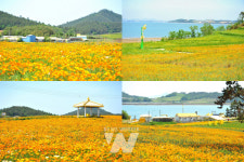 신안군, 수선화의 섬 선도... 금영화 활짝 펴 노랑 물결 넘실