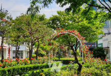 목포 장미의 거리, 오월에 5만 송이 장미 만개 시민 유혹