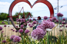 강진군, 코끼리마늘꽃 배경으로 인생사진 찰칵