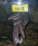 전남해양수산과학관에서 붕장어 아파트 구경하세요