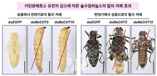 전남대 석사과정생, 친환경적 소나무 해충 방제기법 규명