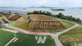 신안군, 병풍도 맨드라미공원에 1억 4백만 송이 맨드라미꽃 축제 열린다