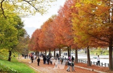 [포토] 늦가을 정취 가득한 담양 관방제림