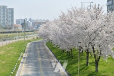 벚꽃 보고 음악으로 힐링 서구의 봄... 29일 힐링음악회 새봄 개최