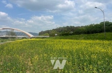 화순군, 음악분수와 어우러진 화순천 유채 꽃길 조성