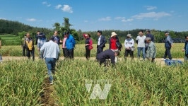 고흥군 농가 40여 명, 강진 신전 마늘 선진지 견학