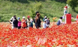 숙성 홍어의 본고장 나주, 제20회 영산포 홍어 축제...  24~26일 개막
