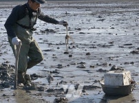 제2회 신안군 갯벌낙지 맨손어업 장인 선발대회 개최