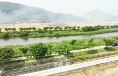 보성군, 천년의 분재 거리 조성을 목표로 하천변 대대적인 수목 정비