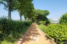 무안군 무안회산백련지, 500m 황토 맨발길... 6월 1일 개장