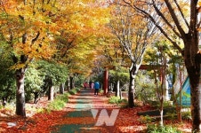 광주호 호수생태원·푸른길공원 아름다운 도시숲 50 선정