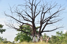 문화전당, 아름다운 아시아의 춤... 온라인으로 즐긴다