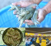 신안군, 제6회 섬 왕새우축제 개최