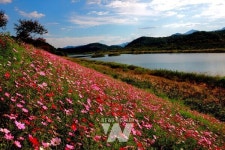 곡성군, 석곡 코스모스 음악회개최... 대황강변 코스모스 활짝