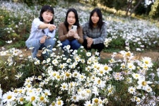 [포토] 강진군 옴천면 구절초 군락 황홀경
