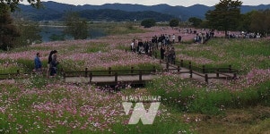 무안군 몽탄면 코스모스 축제 성료, 식영정 일원 코스모스 만발
