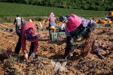 영암은 지금, 겨우내 든든한 맛 전할 영암황토고구마 수확 한창