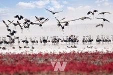 새 보고~ 갈대 보고~ 순천 보고(寶庫), 제25회 순천만 갈대축제 개최