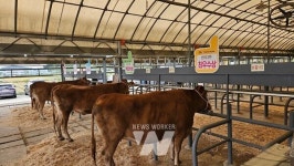 한우명가 영암한우, 전라남도 종합 챔피언 등극