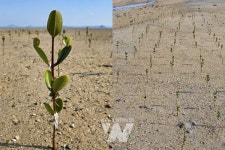 신안군, 맹그로브 저온피해 방지 총력