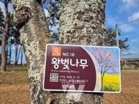 해남군, 50년 벚나무길은 사라져도 벗으로 기억된다