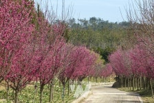 신안군, 첫 홍매화 축제 개최!