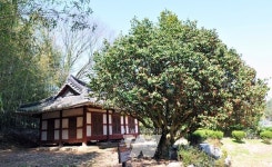 500년 역사와 향기 간직한 나주 금사정 동백나무 보러 가실래요?