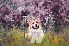 교원그룹 키녹, 피크닉 패키지 출시