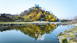 봄 4월 꽃의 대향연 2025 화순 봄꽃 축제