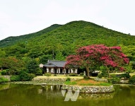 진도 운림산방 배롱나무, 산림청 올해의 나무로 선정