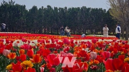 신안군, 2025 섬 튤립축제... 튤립과 함께한 10일 간의 로맨스
