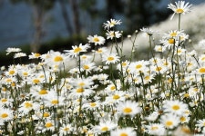 신안군, 첫 샤스타데이지 꽃 축제 개최!