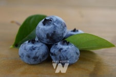 해남군 블루베리 수확 본격, 극조생 신품종 확대 농가수익 향상