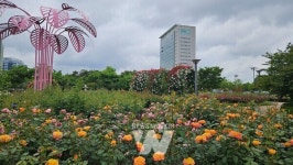 장미 108종 만개… 광주시청 장미원 장관