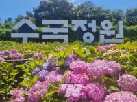 단순한 꽃축제 아닌 예술과의 조우 신안 섬 수국축제 개최