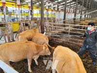 장성군, 소 구제역 예방 강화… 이달부터 백신 수시접종
