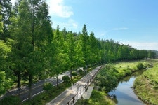 [포토] 초록이 만든 여름 터널, 보성군 메타세콰이어길