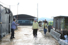 나주시, 침수 피해 축산농가 폐사축 18만수 긴급 처리