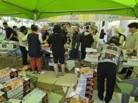 순천명품 월등 복숭아 전국 인기 절정