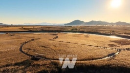 황금빛 갈대의 향연, 제26회 순천만 갈대축제 개최