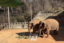 광주 우치동물원 동물가족들, 설 특식 잔치