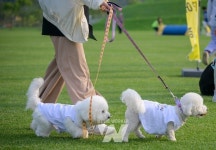 순천시, 동물등록비용·길고양이 중성화 지원… 동물복지 도시 구현