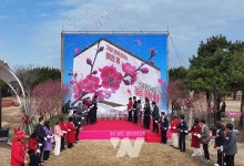 신안군 임자도 2026 섬 홍매화 축제 성황리에 폐막