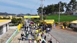 신안 선도 섬 수선화 축제 이번 주말 절정