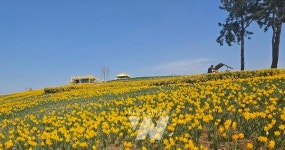 신안 선도 섬 수선화 축제 이번 주말 절정
