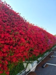 곡성군, 섬진강 철쭉길 봄빛 짙어진다... 다음 주 만개 풍경 기대
