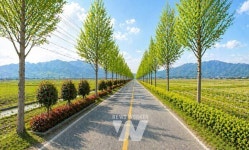 진도군, 가로수길 새 단장 나선다... 지산면 앵무리에 특색 입힌다