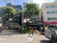 전남광주통합특별시 동구, '위험 가로수 13주'... 태풍 전 선제 정비