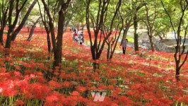 영광군, '글로벌 시선 사로잡는다'... 상사화축제 연계 팸투어 진행